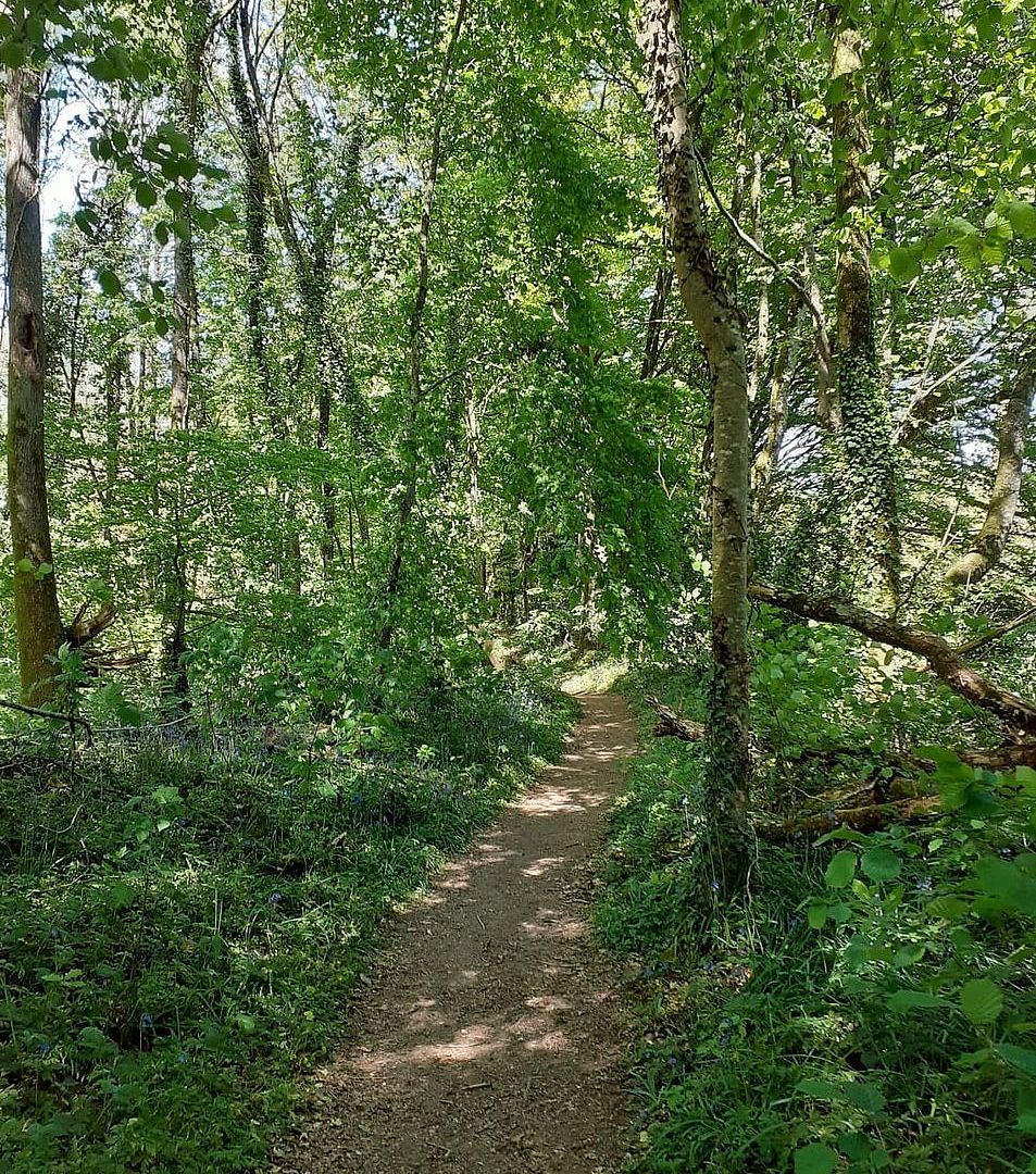 Forêt domaniale de Secondigny