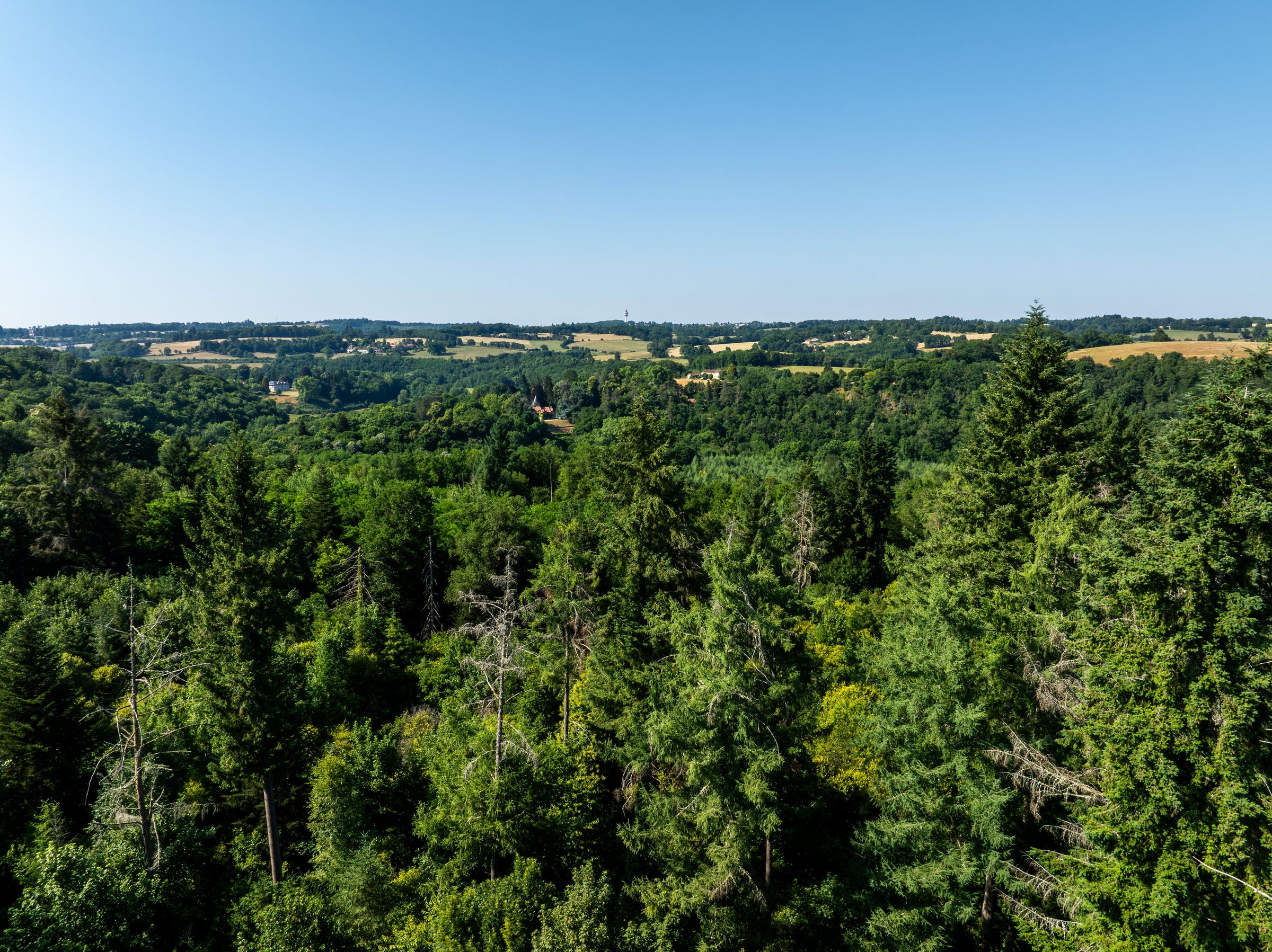 La forêt de Ligoure