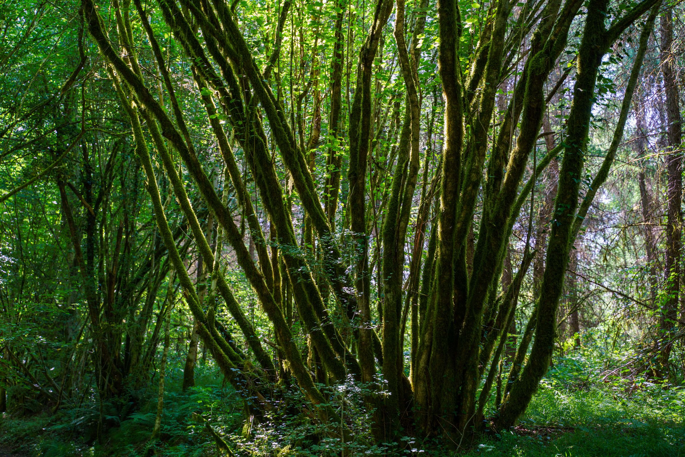 La forêt de Ligoure