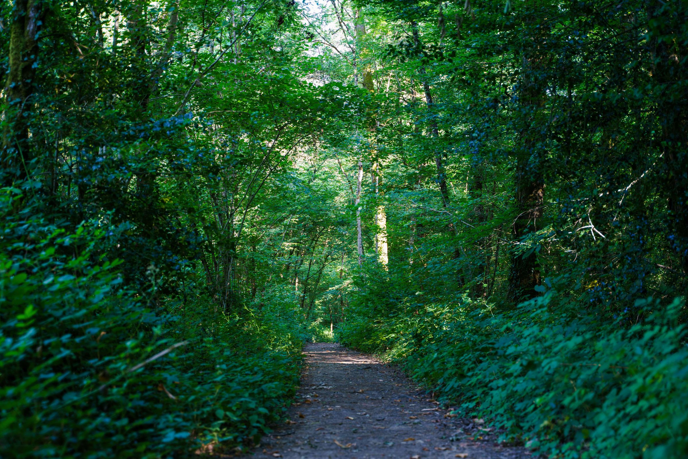 La forêt de Ligoure