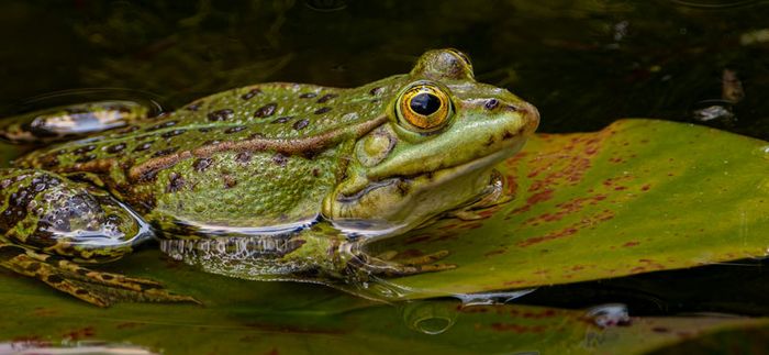 Animation nature en famille : Enquête de Gribouille