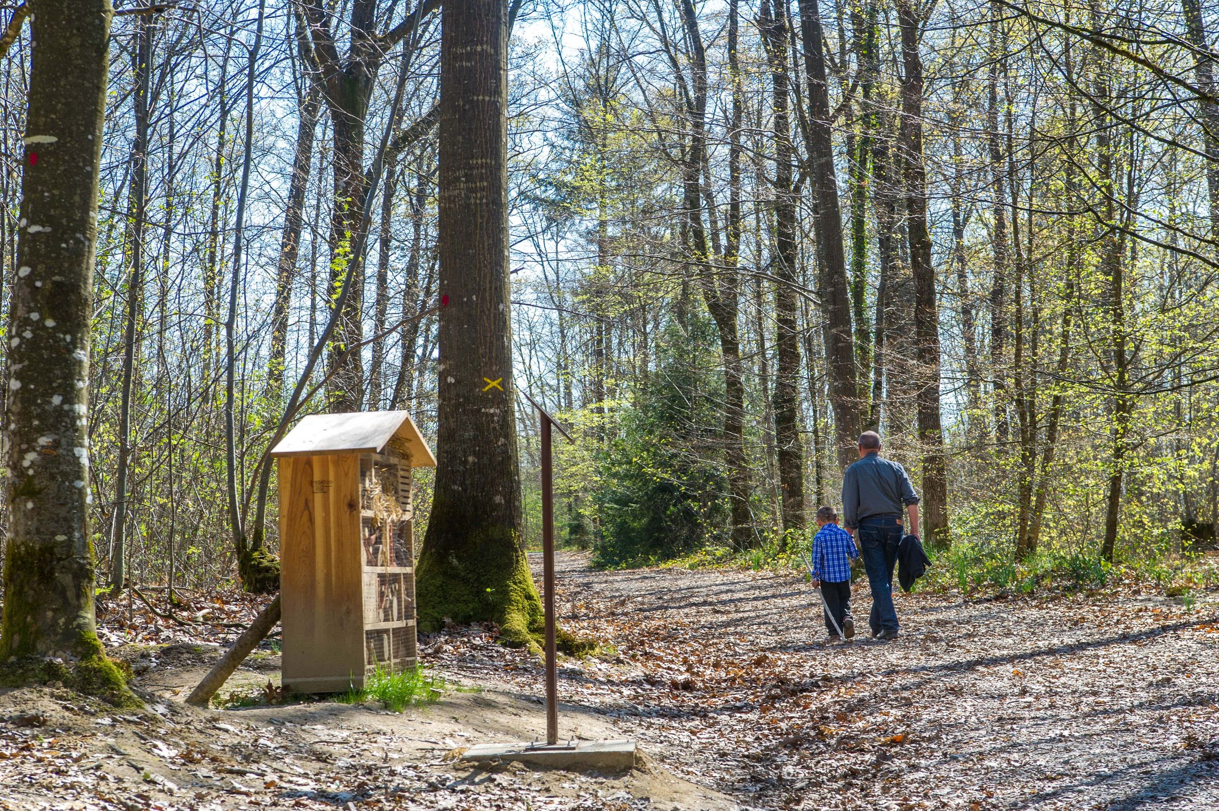 La forêt départementale des Vaseix