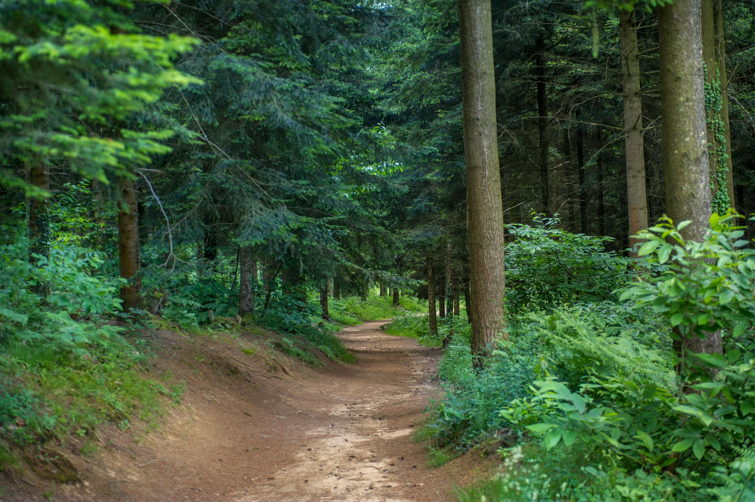 La forêt départementale des Vaseix