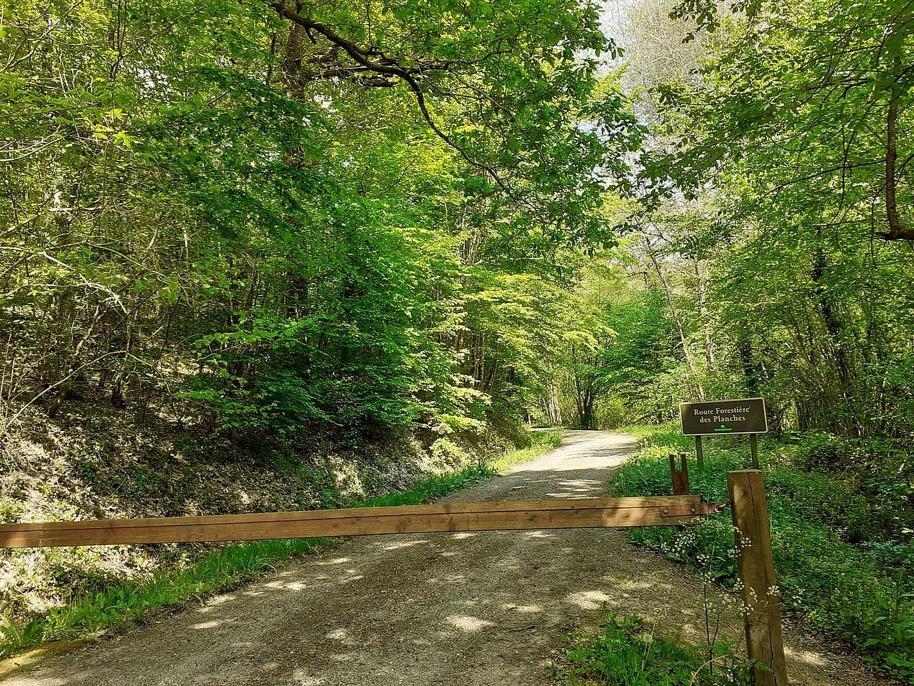 Forêt domaniale de Secondigny