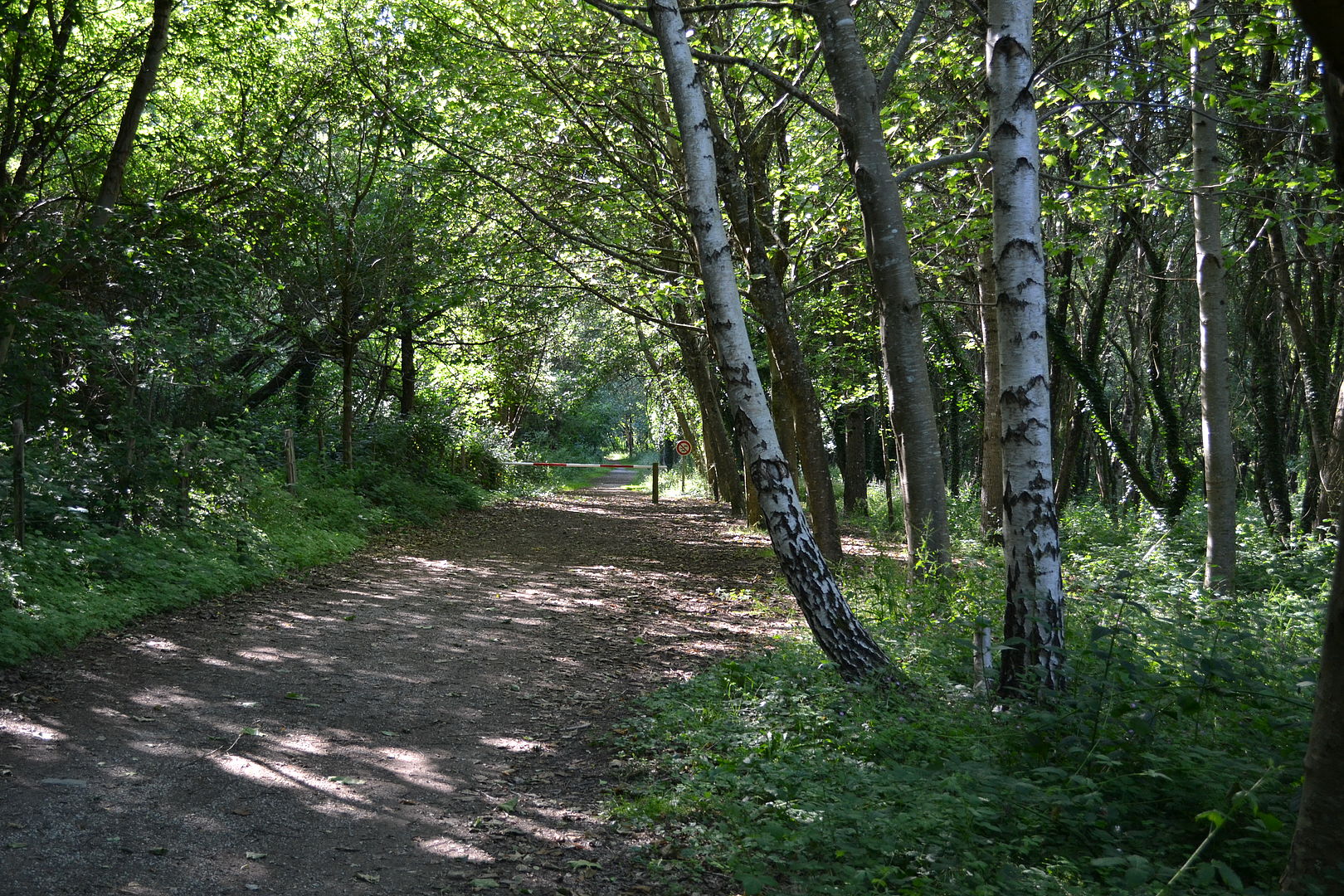Forêt domaniale de Secondigny