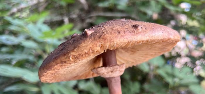 Animation nature en famille : Scrutons les champignons