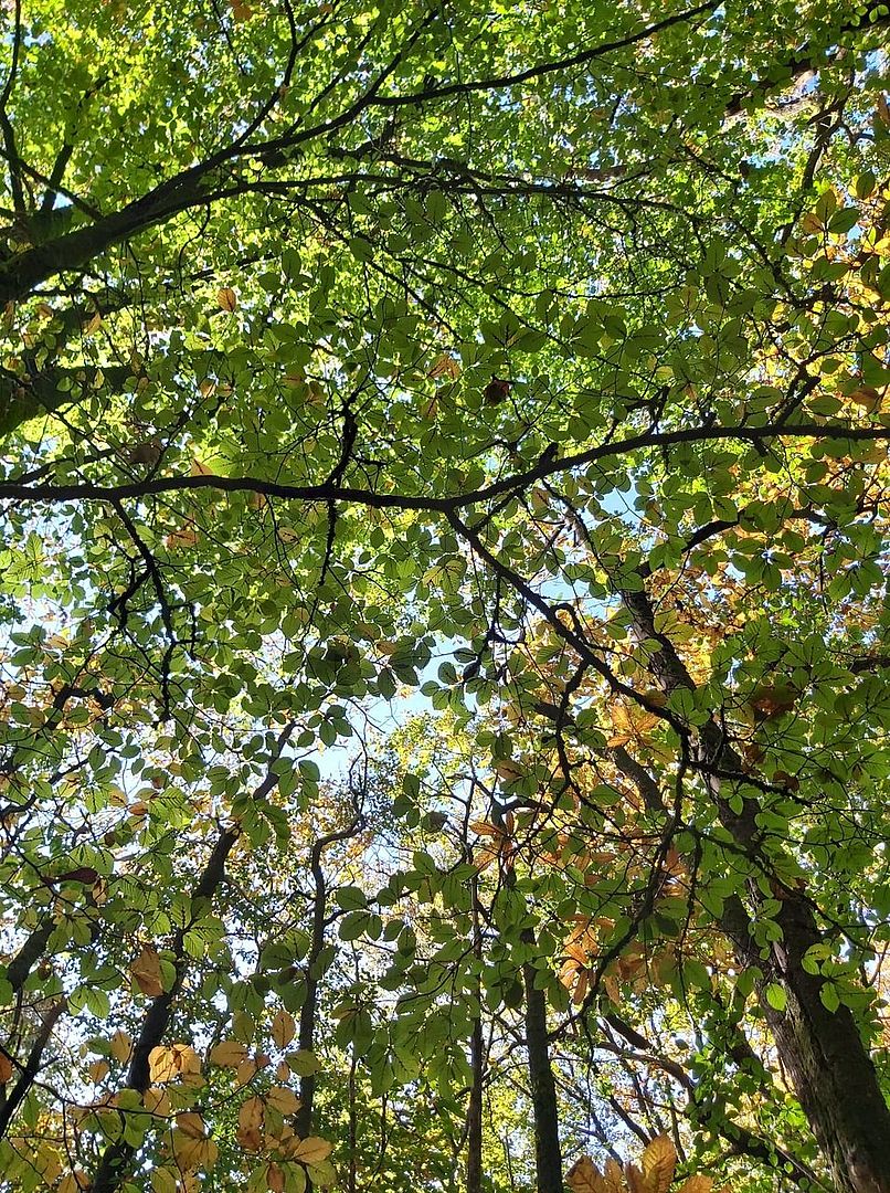 Forêt domaniale de Secondigny