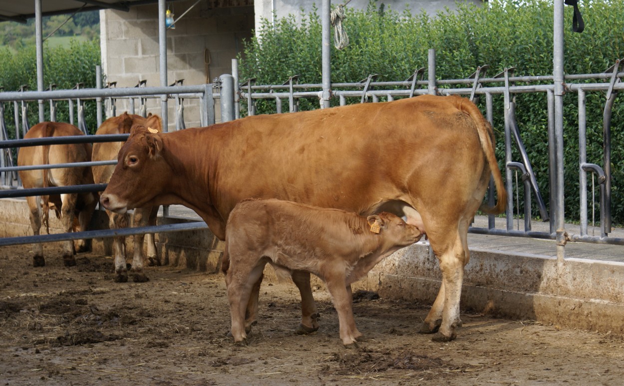 Ferme pédagogique du Domaine des Chaulnes