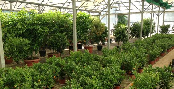 Pépinieres Dufau Michel - photo 3