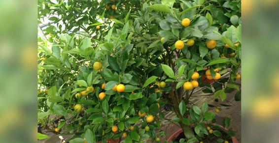 Pépinieres Dufau Michel - photo 2