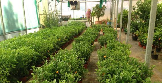 Pépinieres Dufau Michel - photo 4