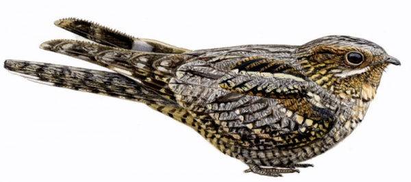 Tourbière des Dauges : le tête chèvre n’aime pas le lait