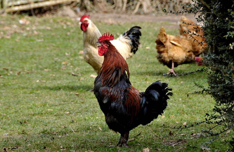 Ferme de la Besse - photo 3