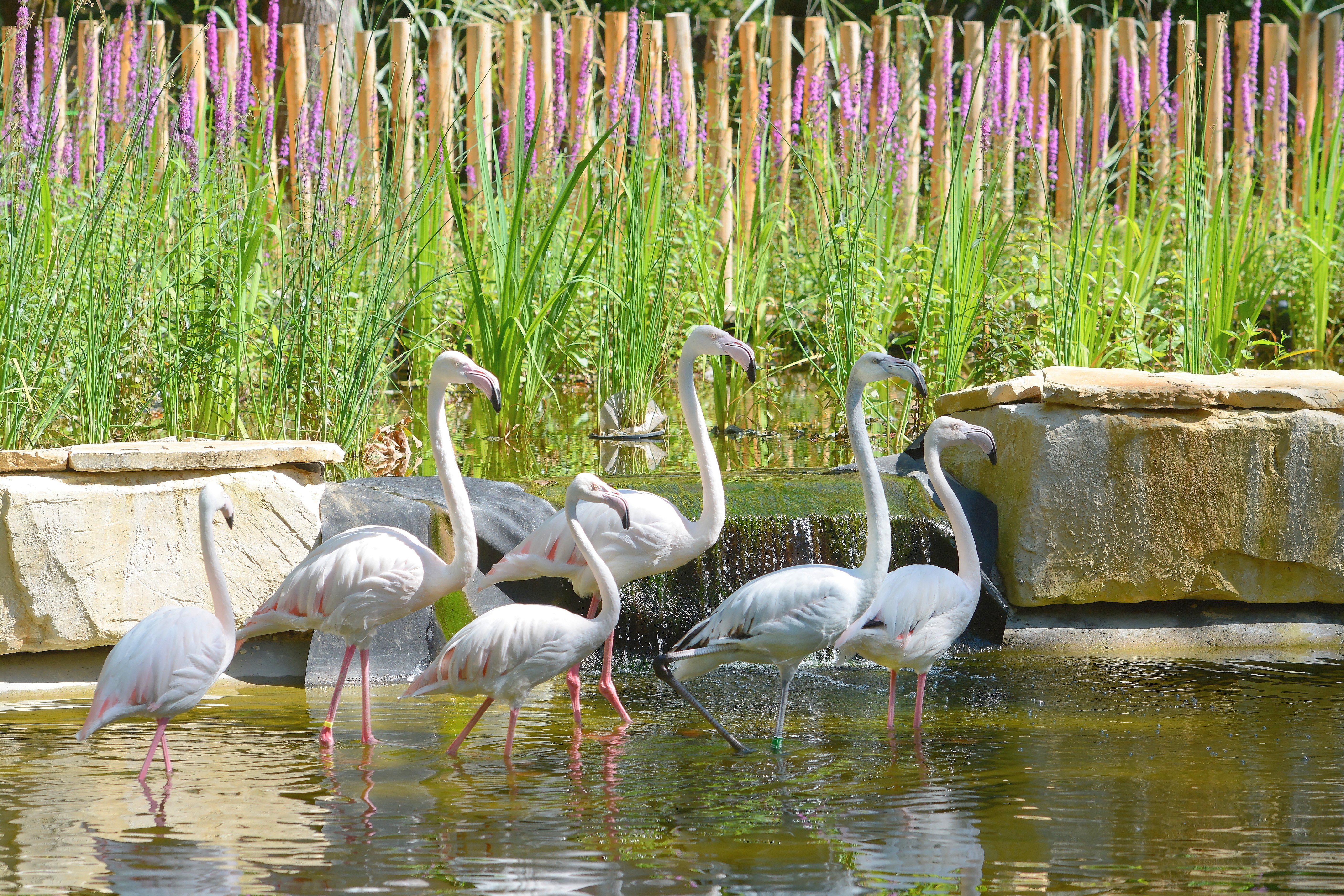 Parc animalier Zoodyssée