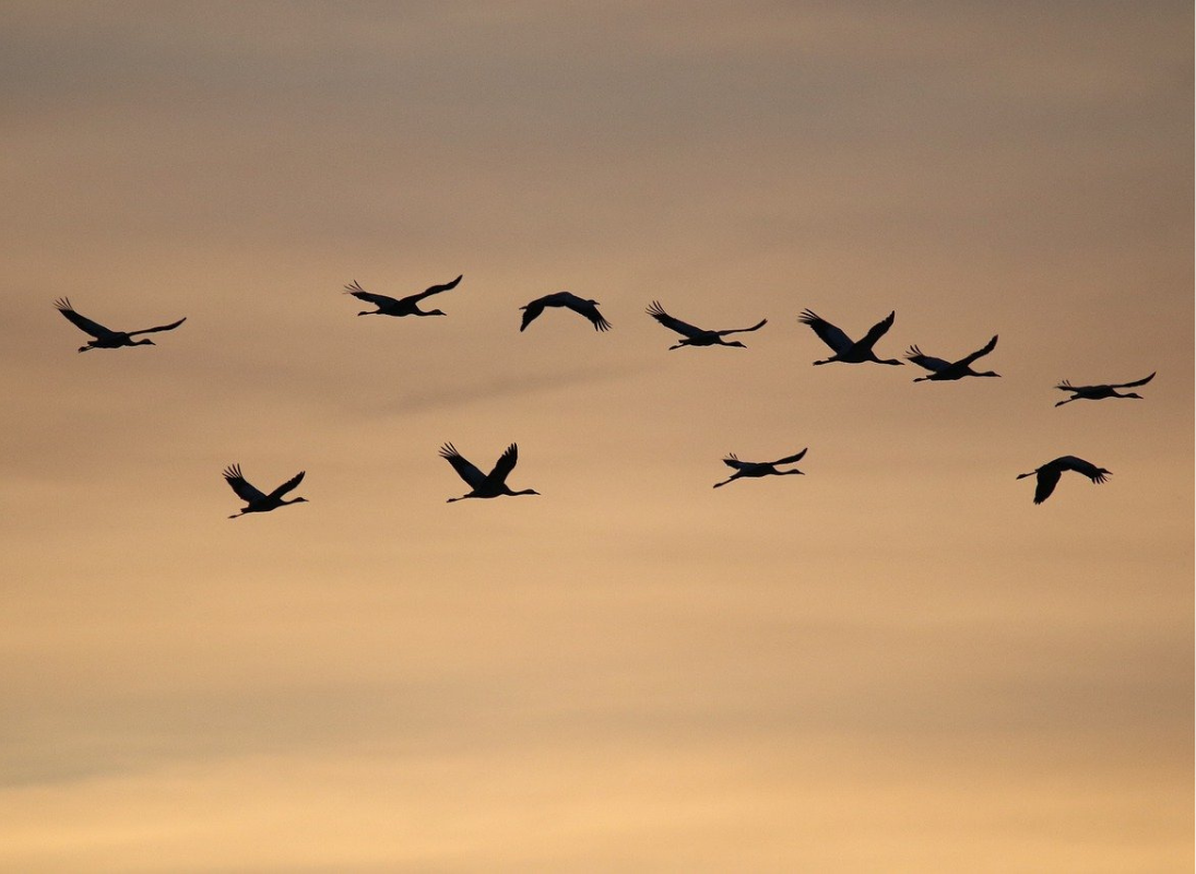 Cessaguet et Eynanças, site d'observation des grues cendrées