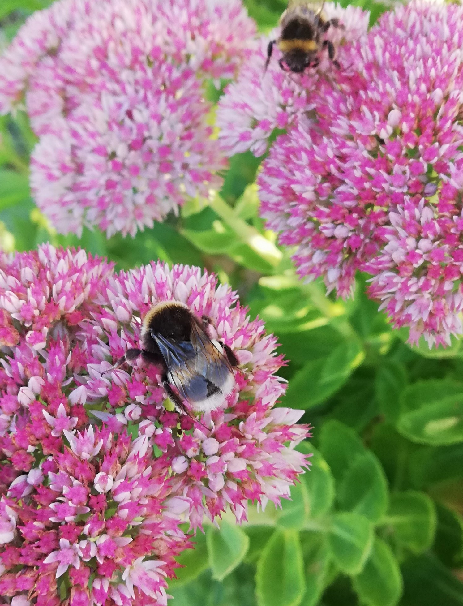 Le monde précieux des pollinisateurs