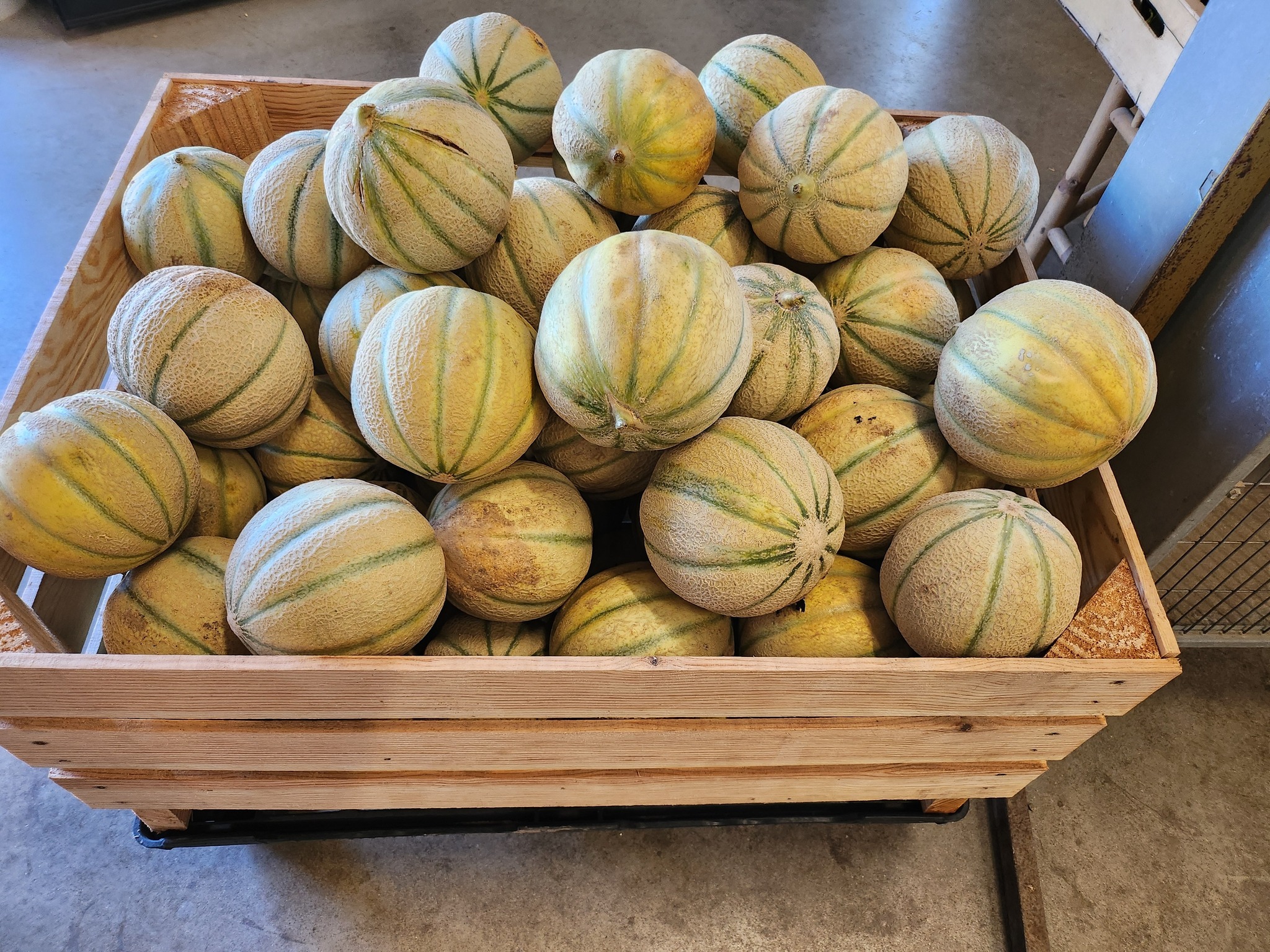 Pierre-Louis Boschetti, maraîcher - photo 2