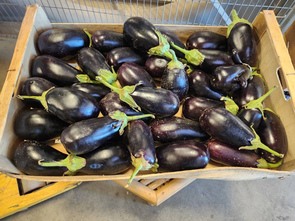 Pierre-Louis Boschetti, maraîcher - photo 3