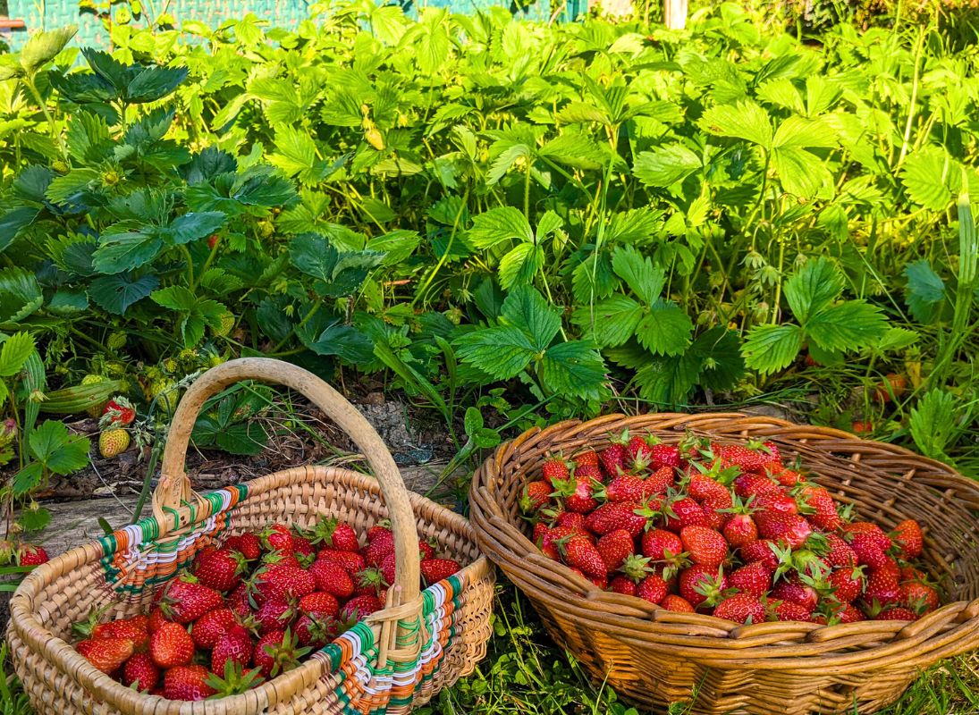 La Sittelle - Conserverie paysanne
