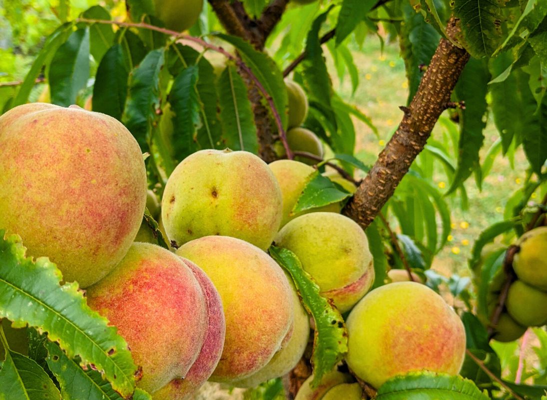 La Sittelle - Conserverie paysanne - photo 2