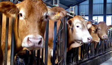 Ferme bovins Lavaud Pacaud