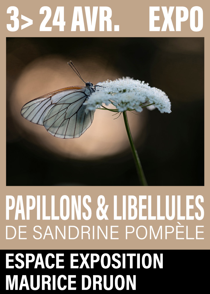 Exposition – Papillons et libellules
