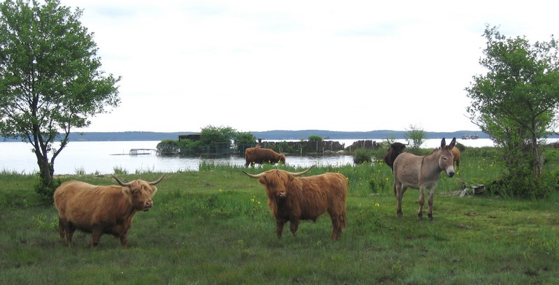 marais lac sud vaches