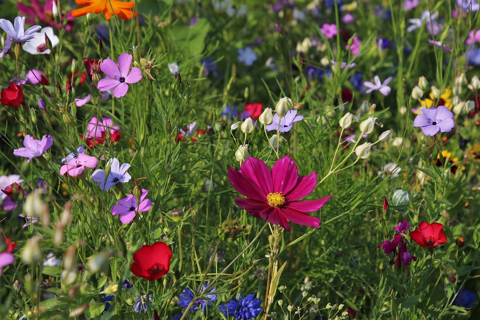 Fête du printemps