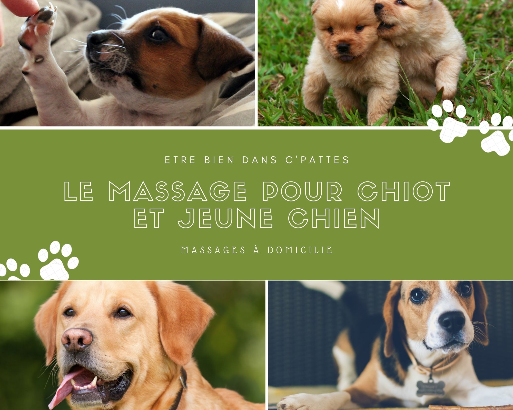 Etre bien dans ses Pattes - Massages canin
