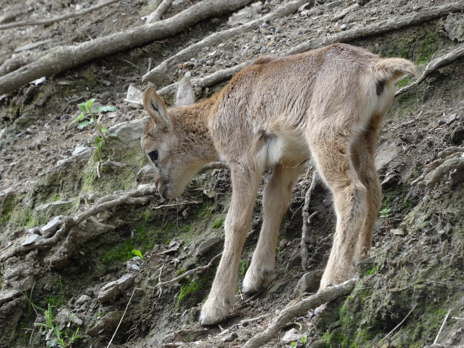 Parc'Ours