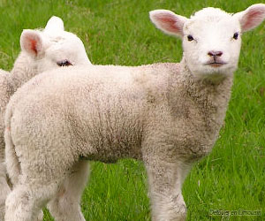 Foire du 1er mai à Meilhards