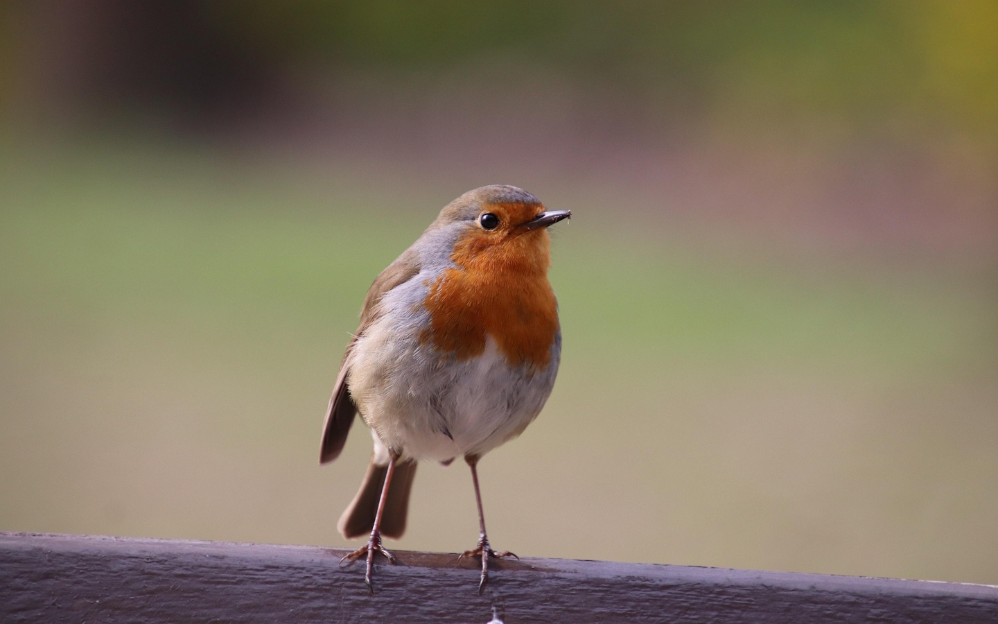 Randonnée accompagnée à l'écoute des oiseaux chanteurs