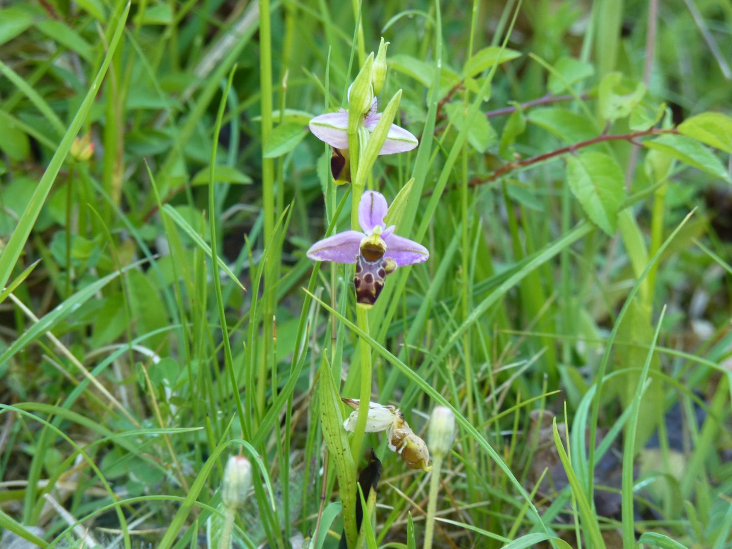 Pelouses sèches à orchidées du coteau de Lembeye