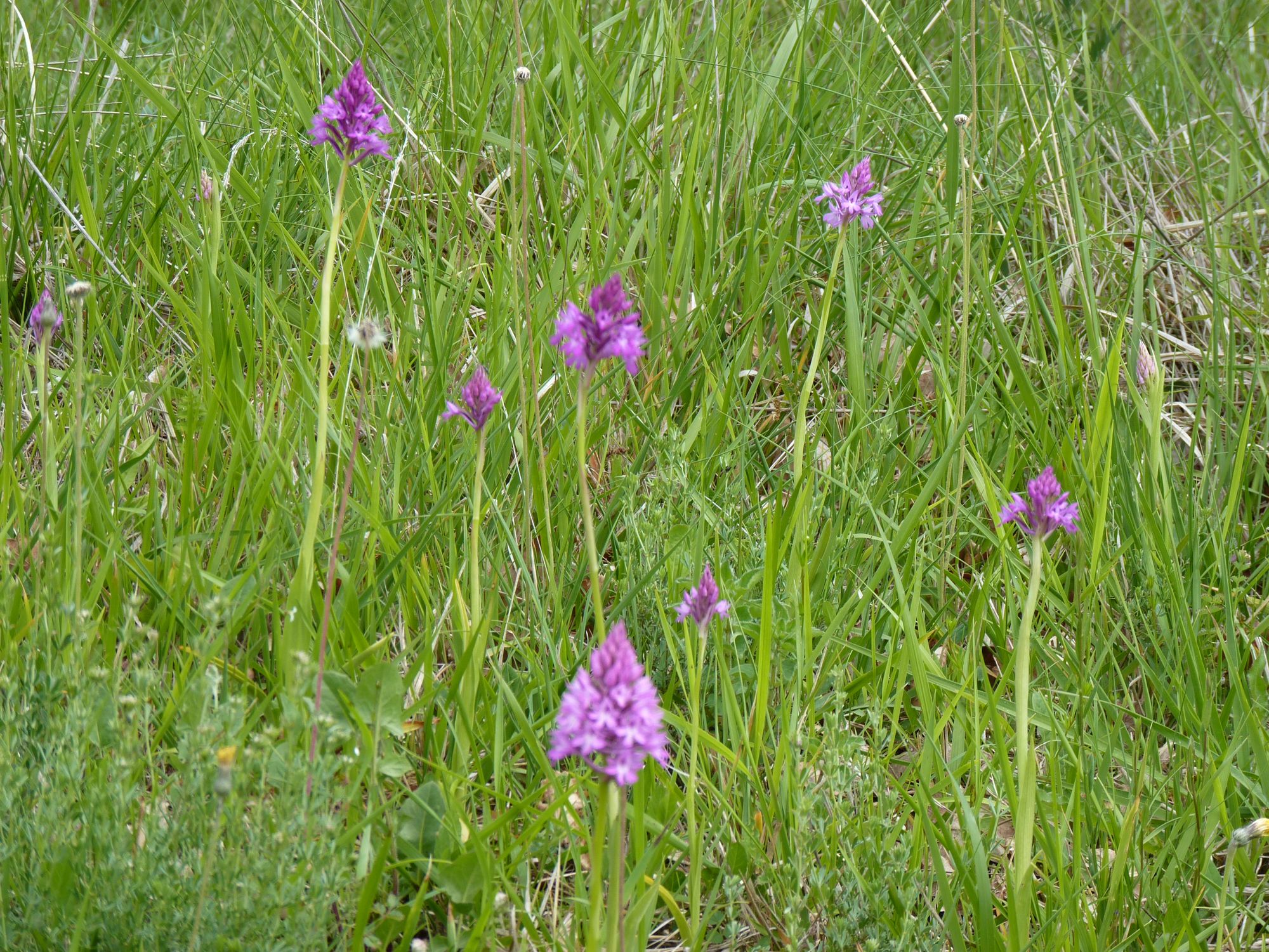 Pelouses sèches à orchidées