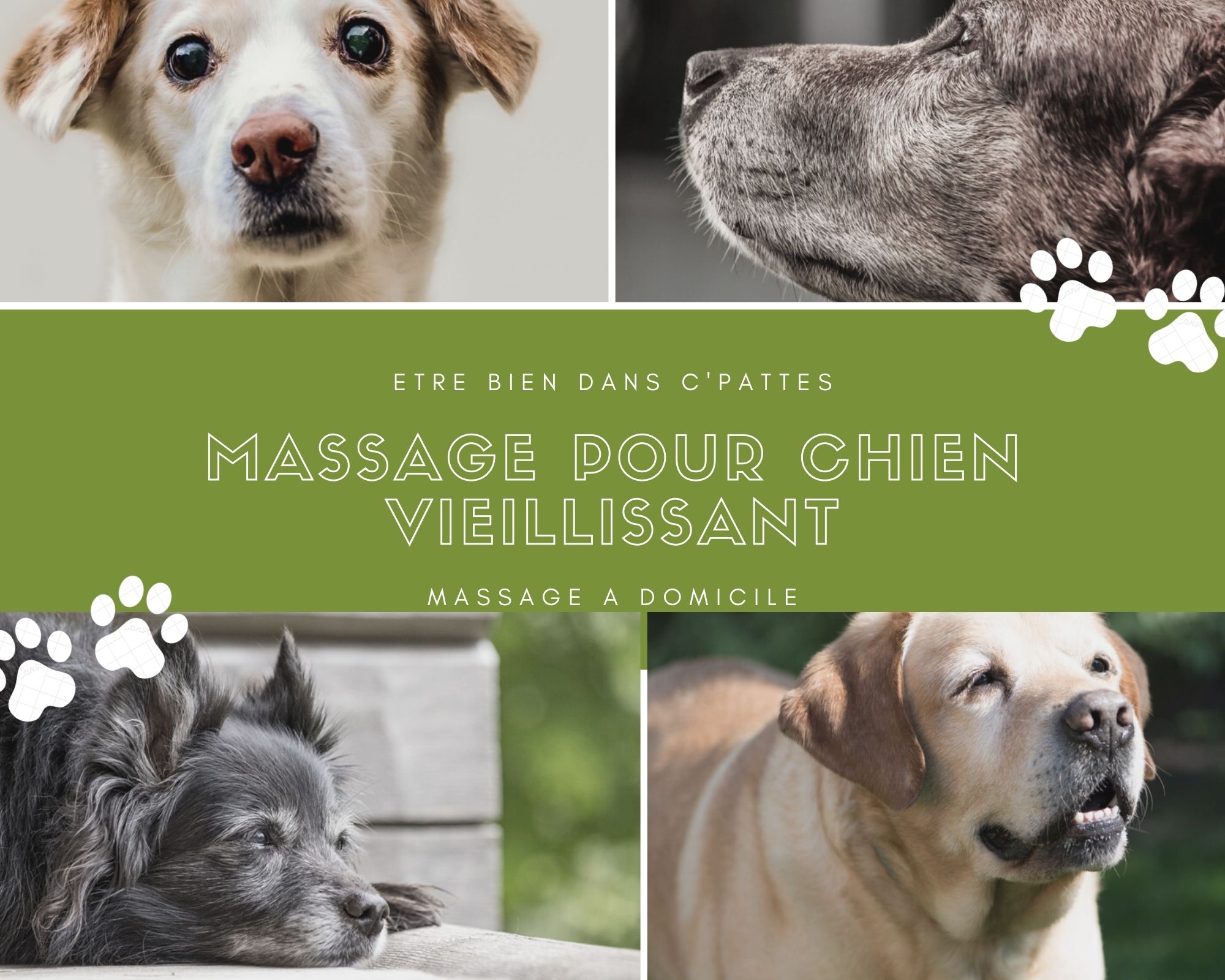 Etre bien dans ses Pattes - Massages canin - photo 3