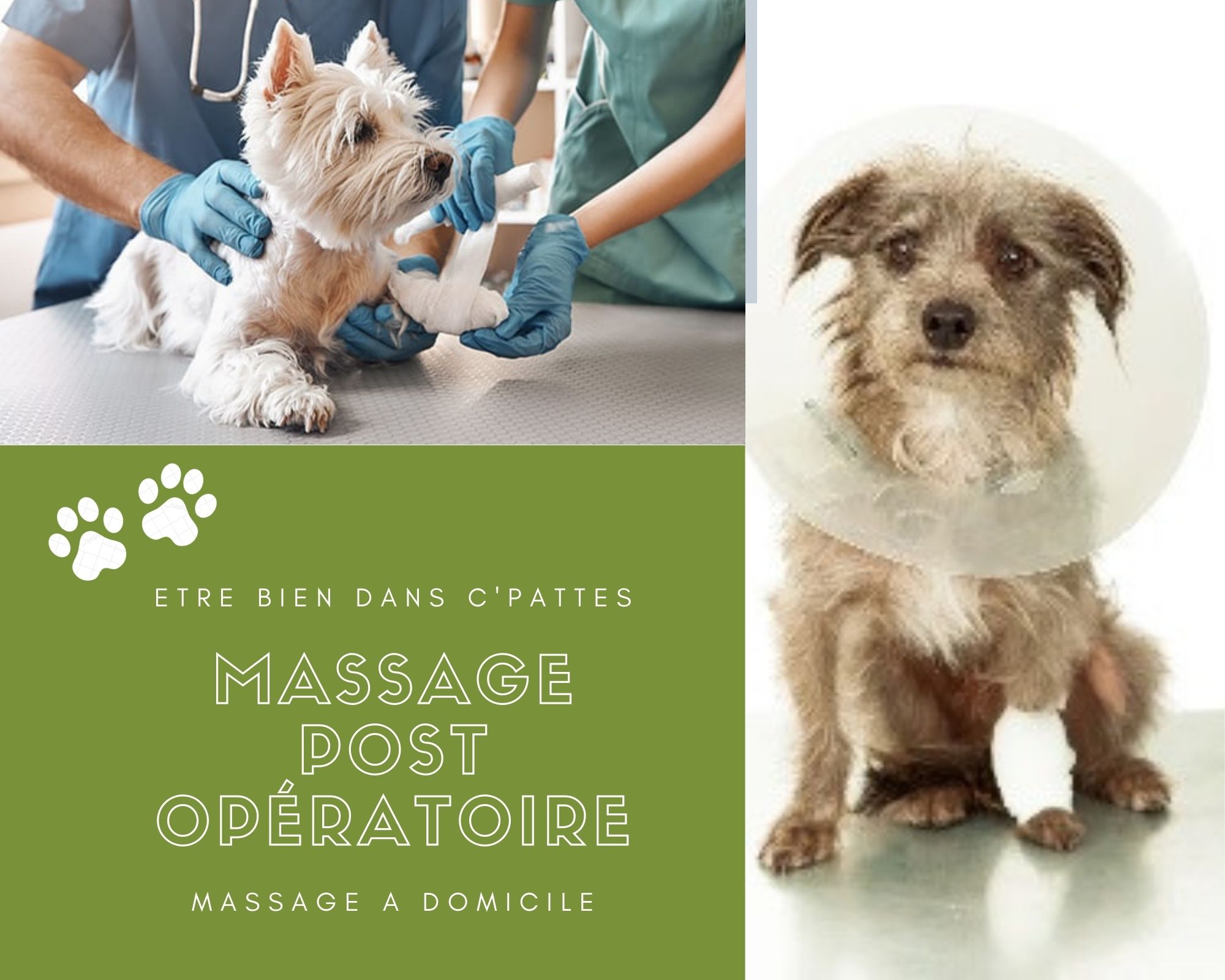 Etre bien dans ses Pattes - Massages canin