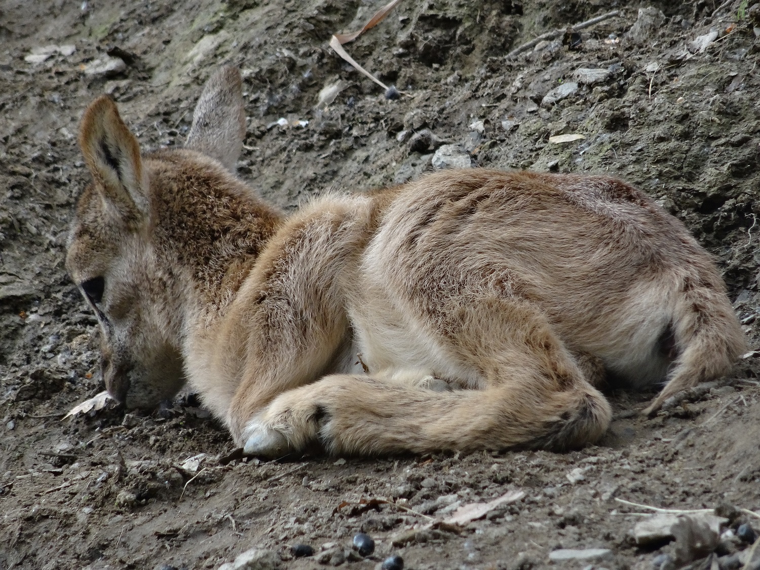 Parc'Ours