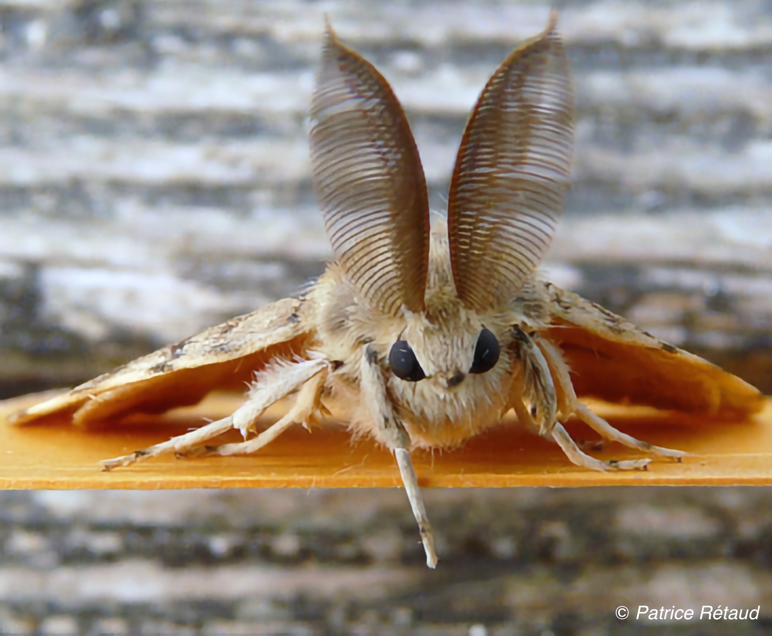 Formez-vous aux papillons de nuit