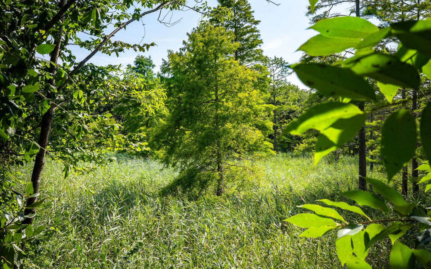 La Plaine d'Ansot