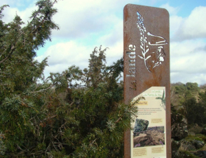Landes serpentinicoles des Pierre du Mas