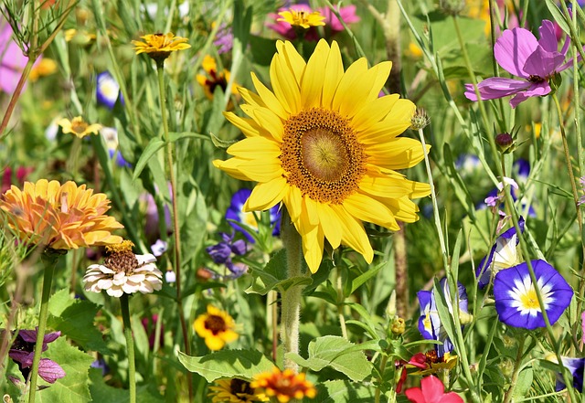 Marché aux fleurs et vide grenier géant
