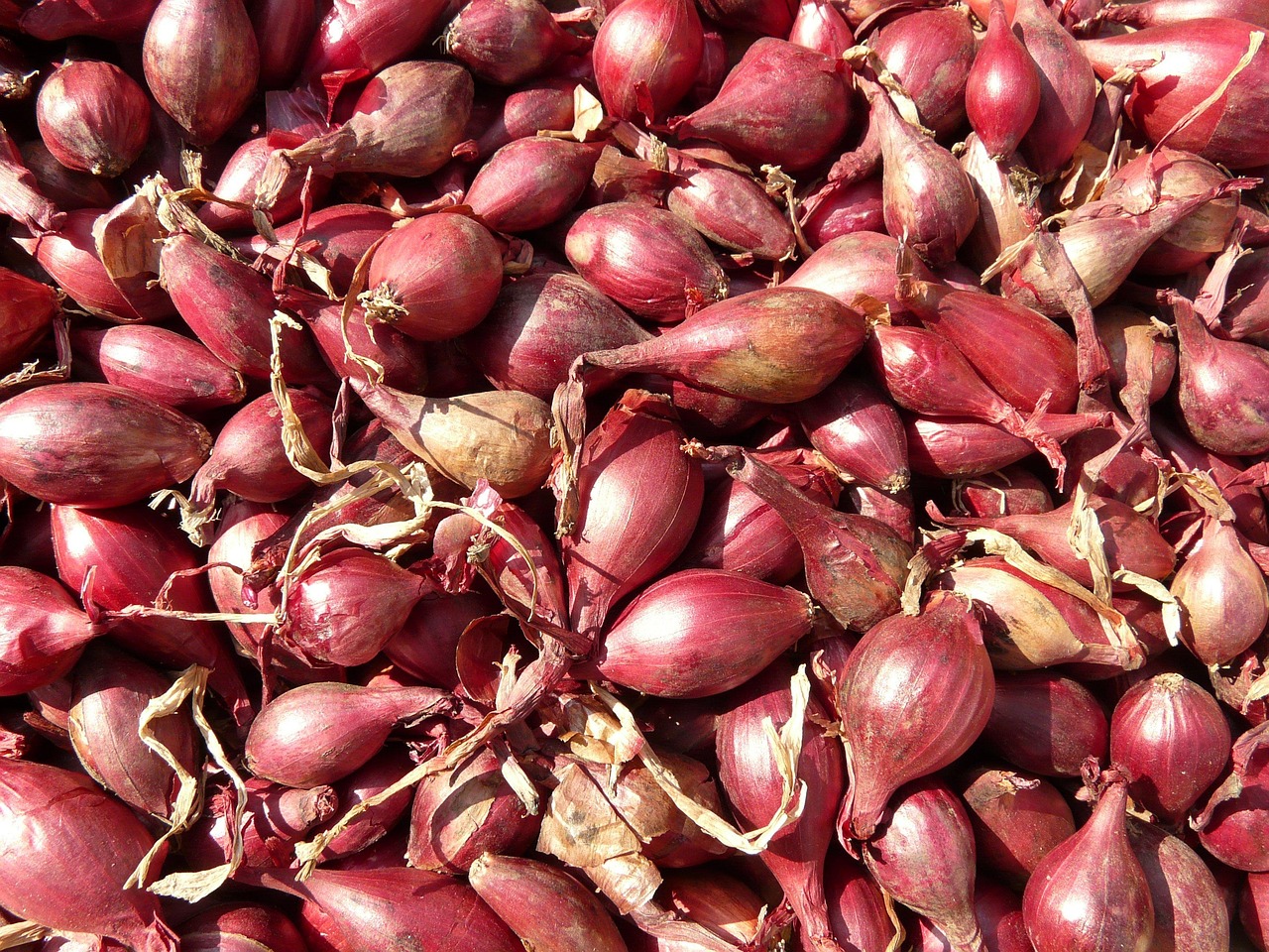 SAS Poitou Allium