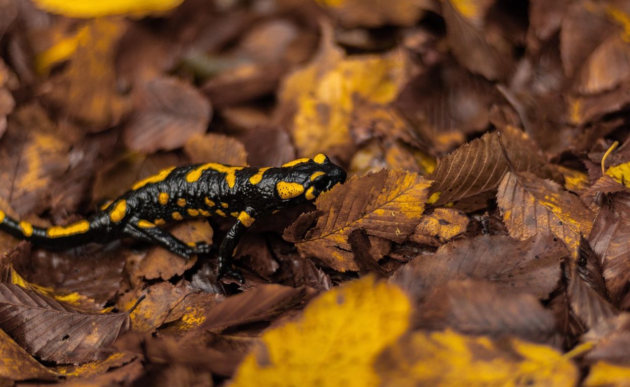 La nuit des salamandres