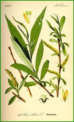 saule