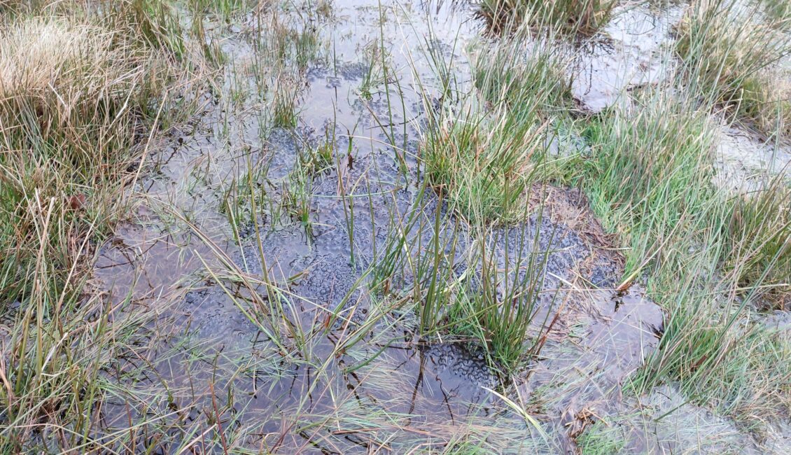 Fête de la nature, le printemps sur la tourbière des Dauges