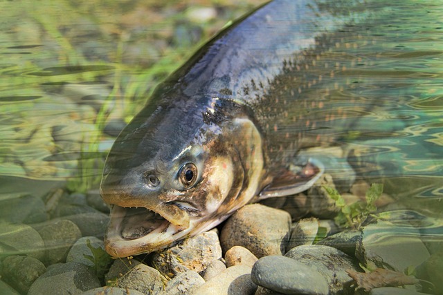 Concours de pêche à la truite