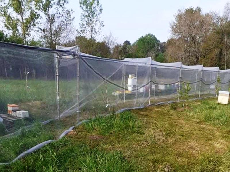 Ô Temps des abeilles