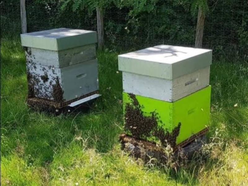 Ô Temps des abeilles