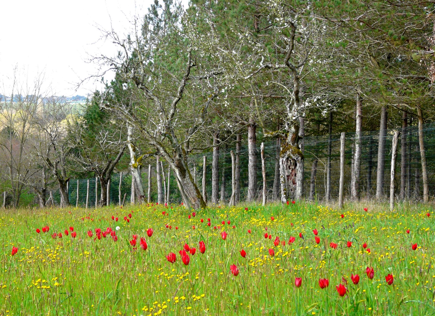 Le verger à tulipes de Villebramar