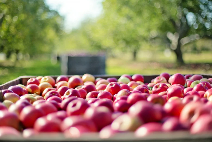 SCEA Vergers Gaillard